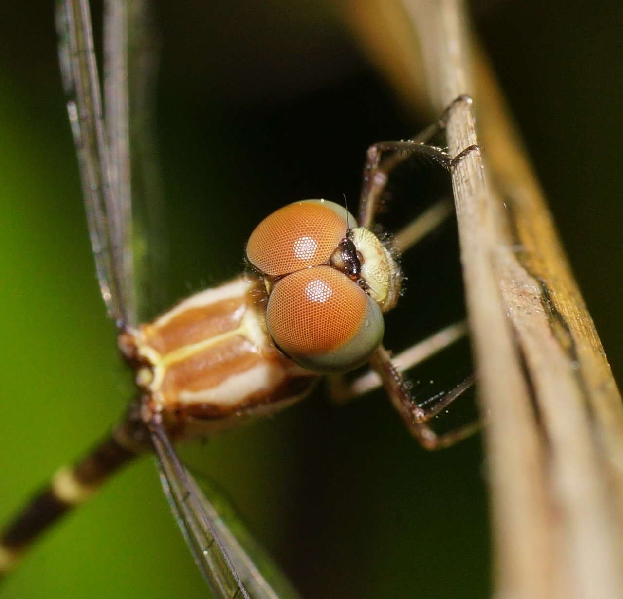 Image of Nannophlebia Selys 1878