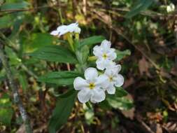 Image de Lithospermum calcicola Robinson