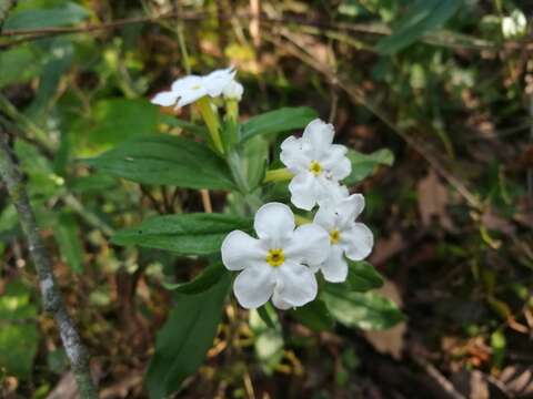 Sivun Lithospermum calcicola Robinson kuva