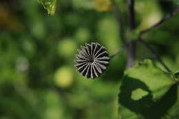 Imagem de Abutilon indicum (L.) Sweet