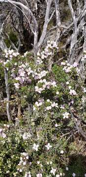 Image of Boronia citriodora subsp. citriodora