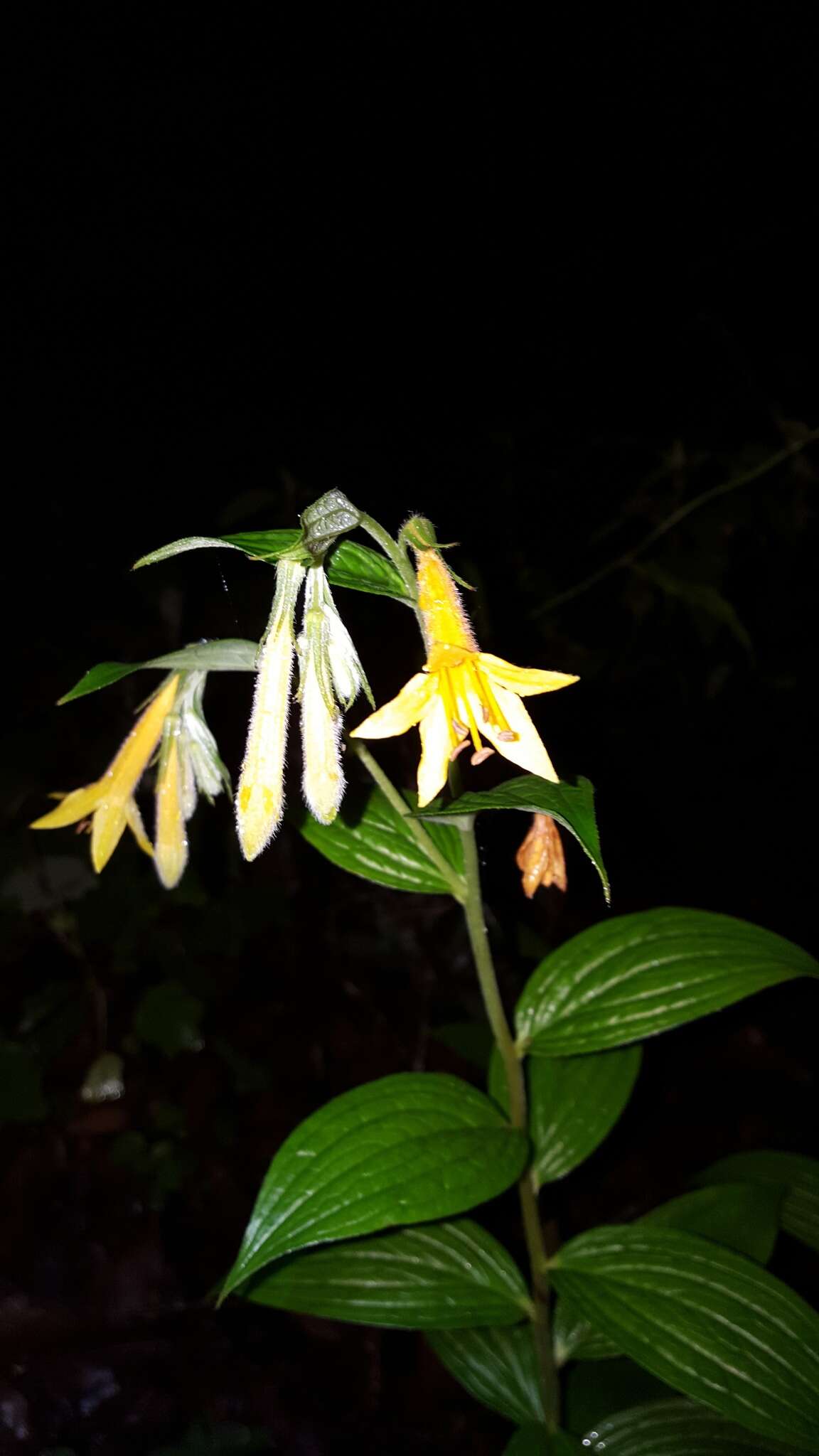 صورة <i>Lithospermum flavum</i>