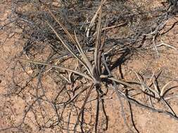 Image of century plant