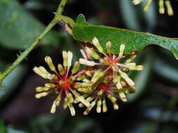 Image of Smilax aspericaulis Wall. ex A. DC.