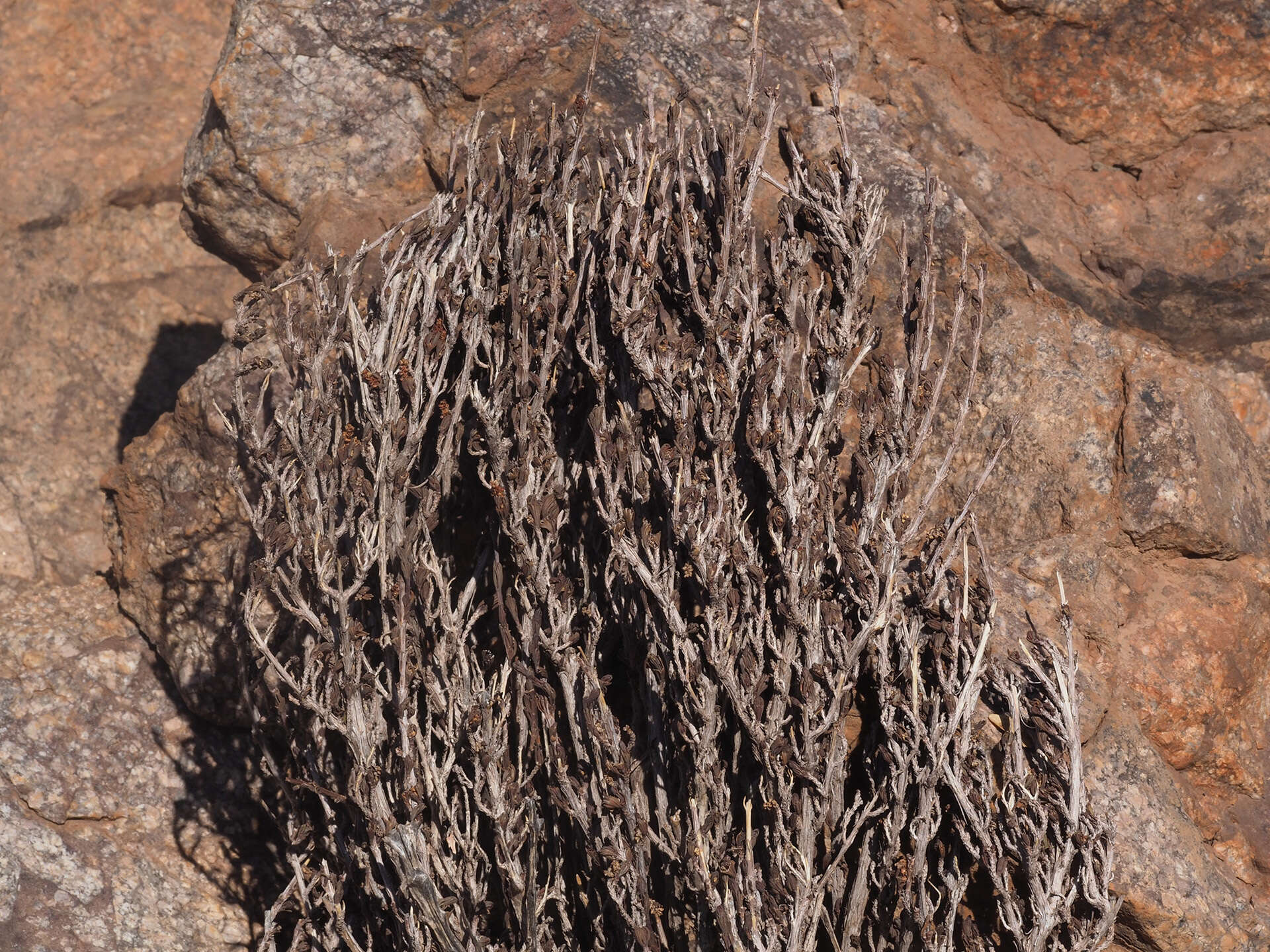 Image de Myrothamnus flabellifolius (Sond.) Welw.