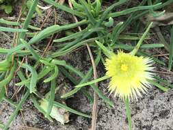 Imagem de Conicosia pugioniformis subsp. muirii (N. E. Br.) Ihlenfeldt & Gerbaulet