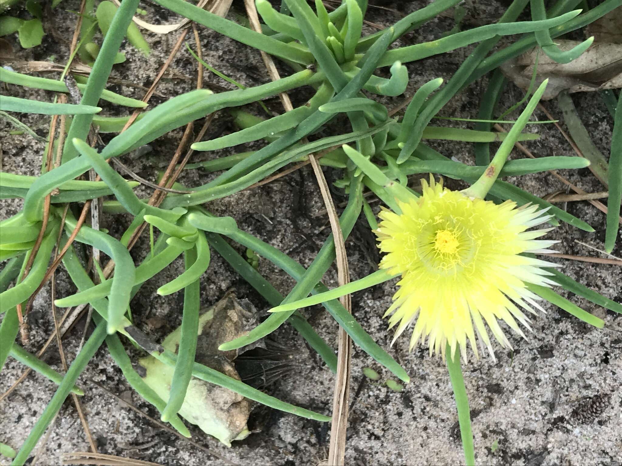 Imagem de Conicosia pugioniformis subsp. muirii (N. E. Br.) Ihlenfeldt & Gerbaulet