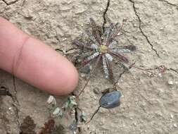 Image of cottonheads