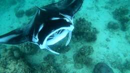 Image of Coastal Manta Ray