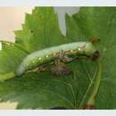 Image de Gnathothlibus australiensis Lachlan 2004