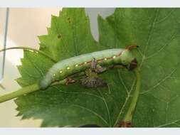 Imagem de Gnathothlibus australiensis Lachlan 2004