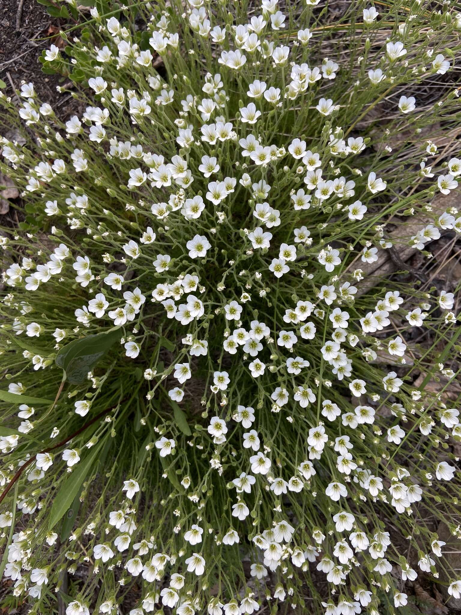 Plancia ëd Cherleria yukonensis (Hultén) A. J. Moore & Dillenb.