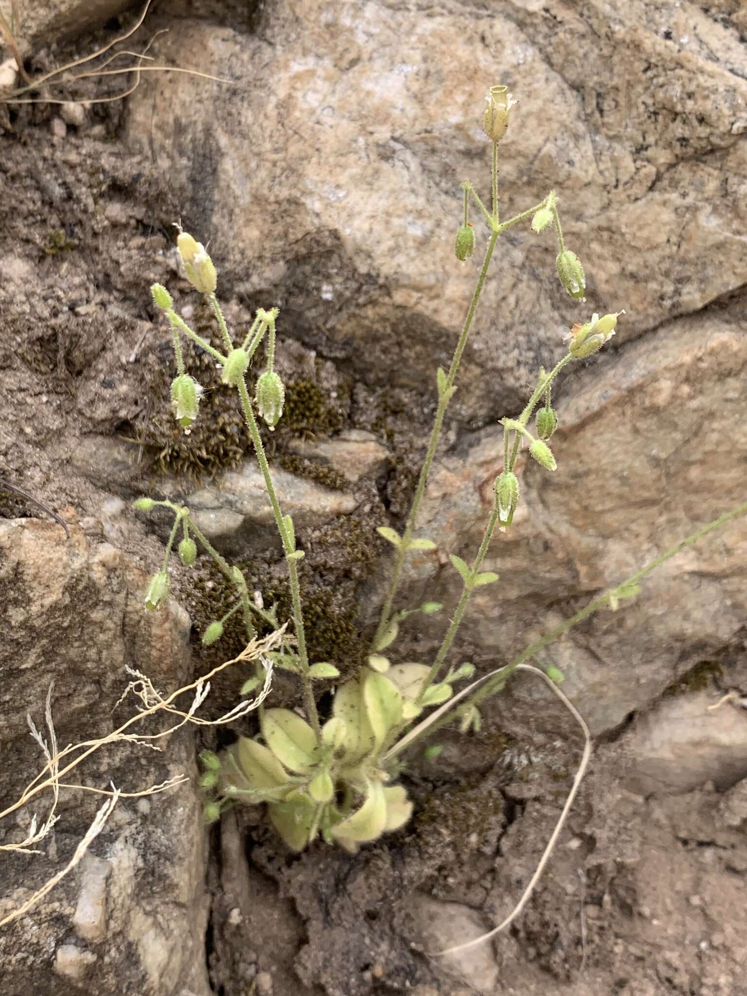 Image of Texas chickweed