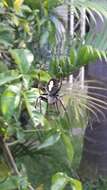 Image of Tropical Orb Weaver