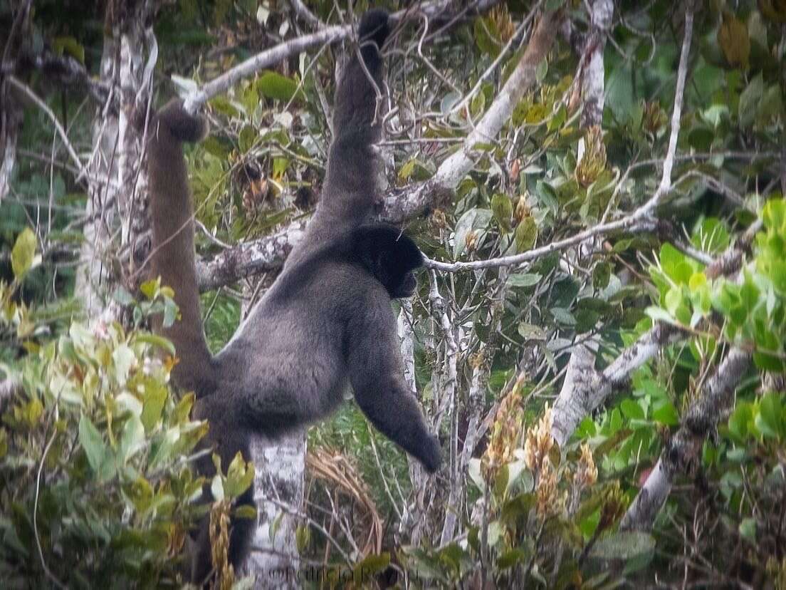 Image of Woolly monkey