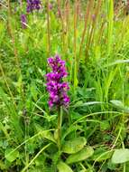 Image of Dactylorhiza aristata (Fisch. ex Lindl.) Soó