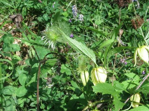 Image of hermitgold clematis