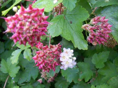 Слика од Physocarpus capitatus (Pursh) Kuntze