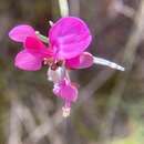 Слика од Indigofera efoliata F. Muell.