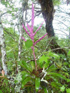 Image of Tillandsia lucida É. Morren ex Baker