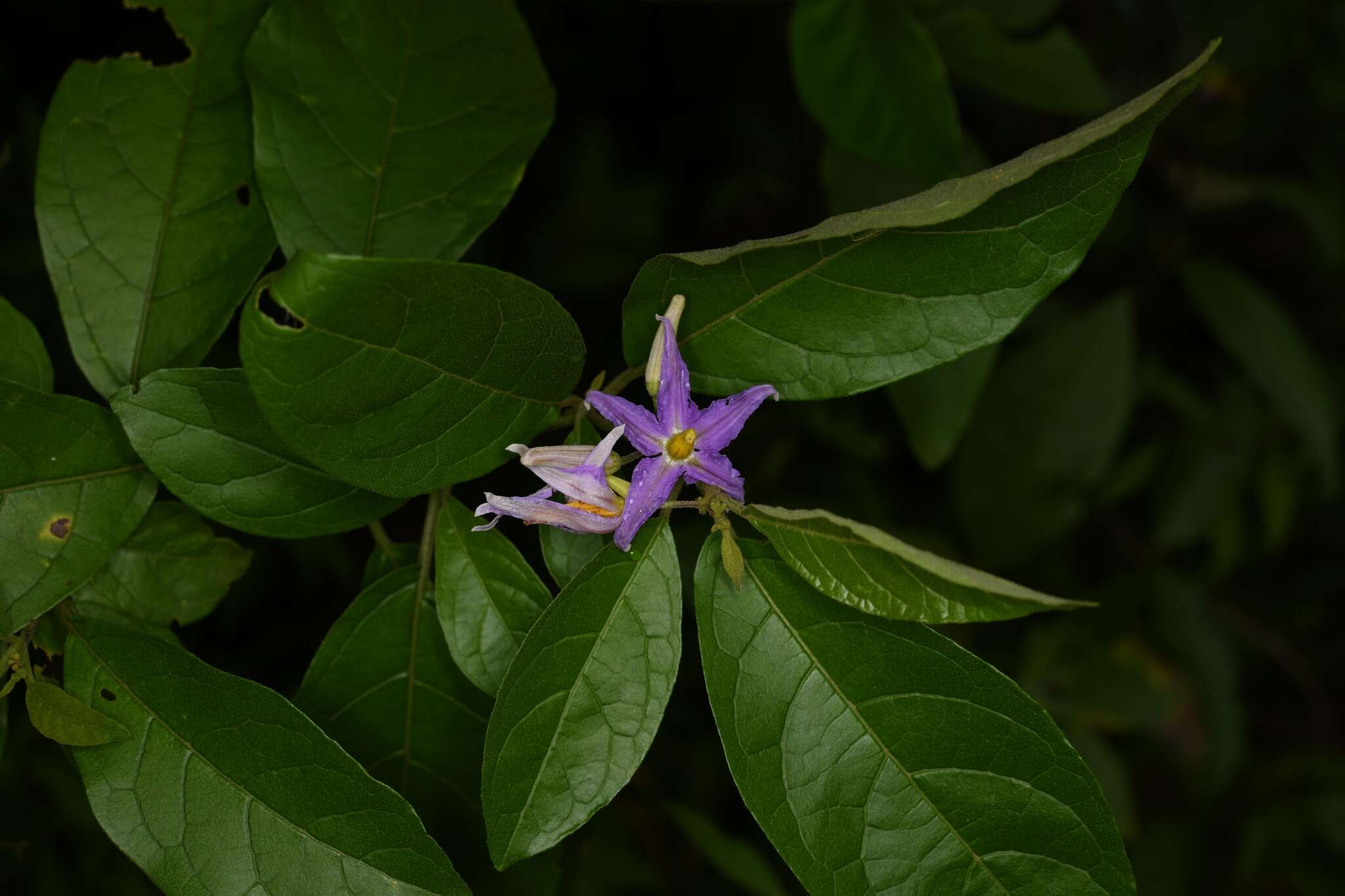 Image of Solanum subinerme Jacq.