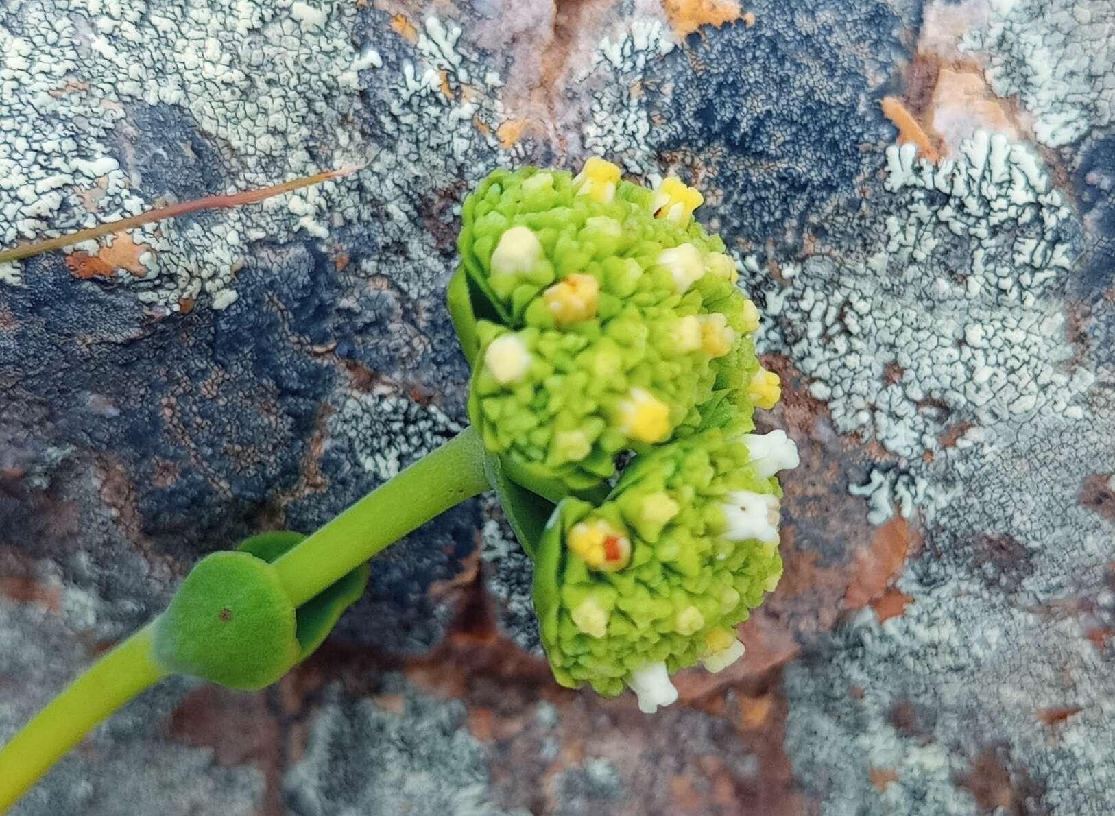 Image of Crassula latibracteata Tölken