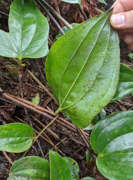 Image of Hawai'i greenbrier