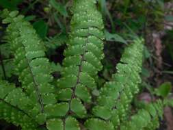 Image of Adiantum patens Willd.