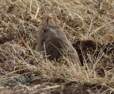 Image of Plains Pocket Gopher