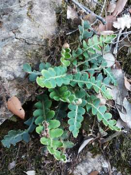 Image of Asplenium ceterach L.