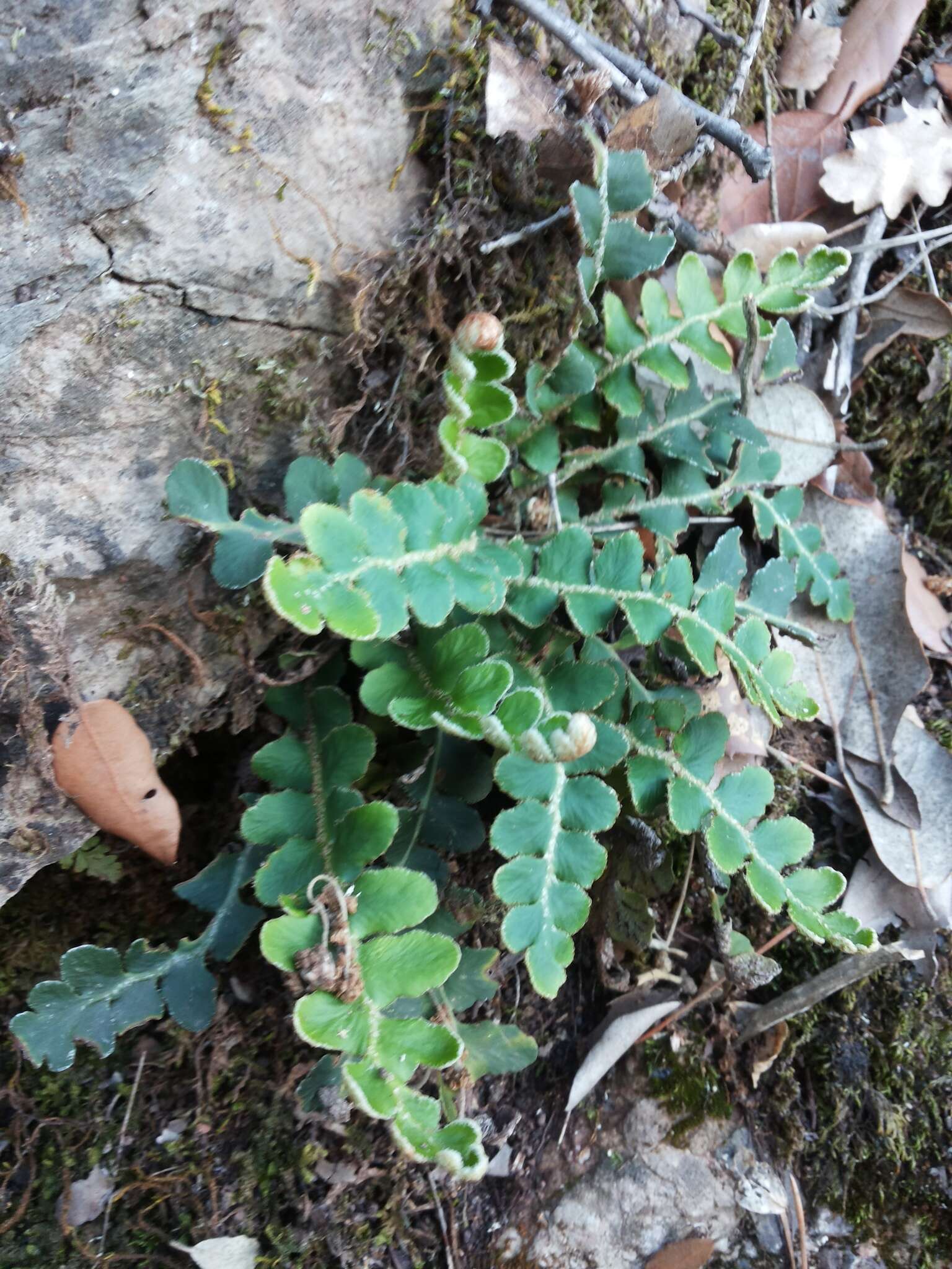 Plancia ëd Asplenium ceterach L.