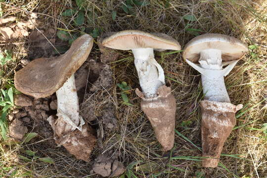 Image of Amanita ponderosa Malençon & R. Heim 1944