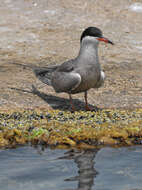 Image of White-cheeked Tern