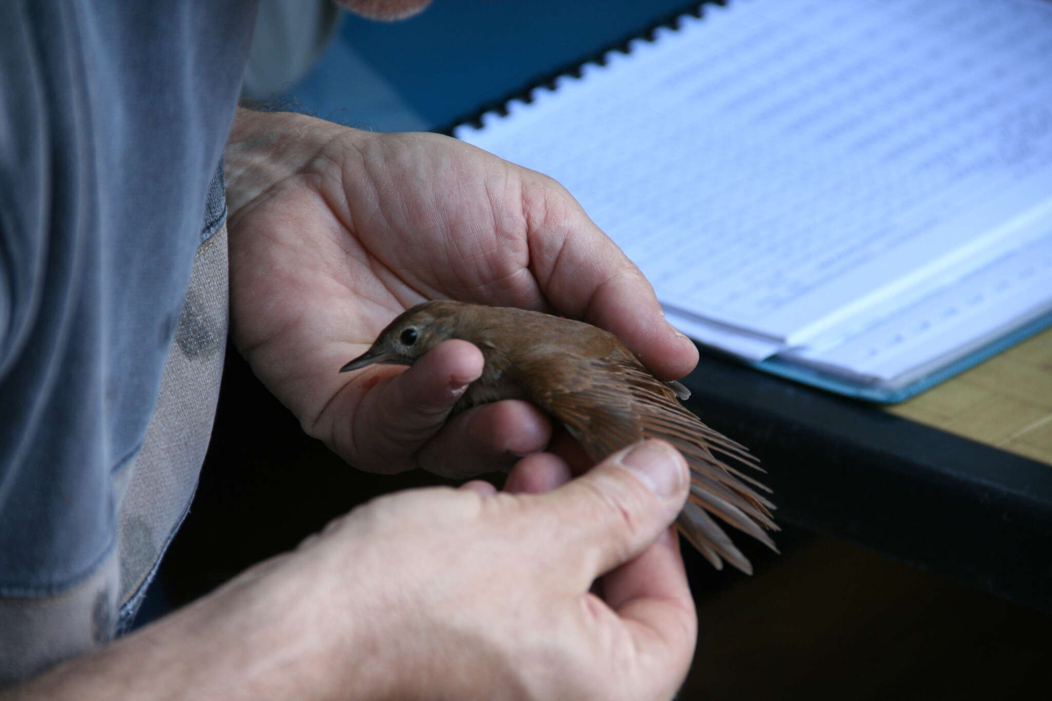 Image of nightingale, common nightingale