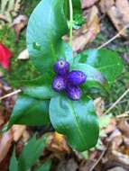 صورة Gentiana clausa Raf.