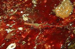 Image of Kincaid coastal shrimp