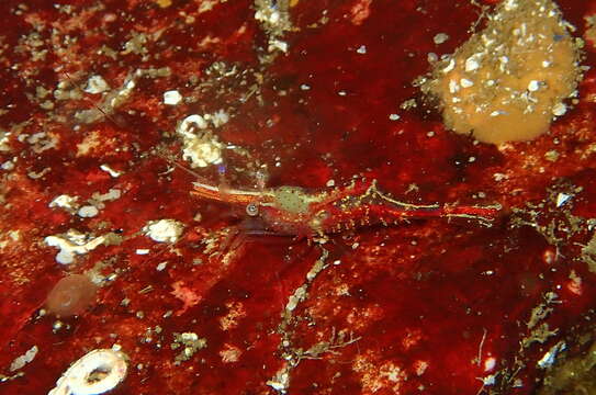 Image of Kincaid coastal shrimp