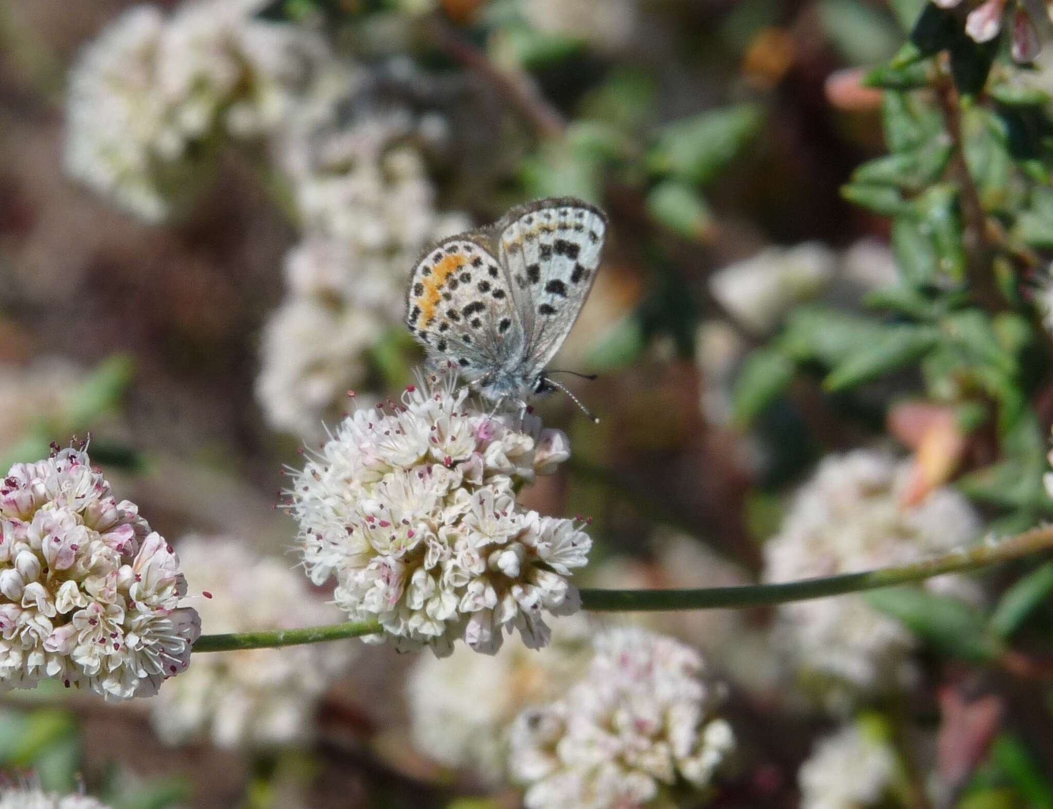 Euphilotes battoides allyni (Shields 1975)的圖片