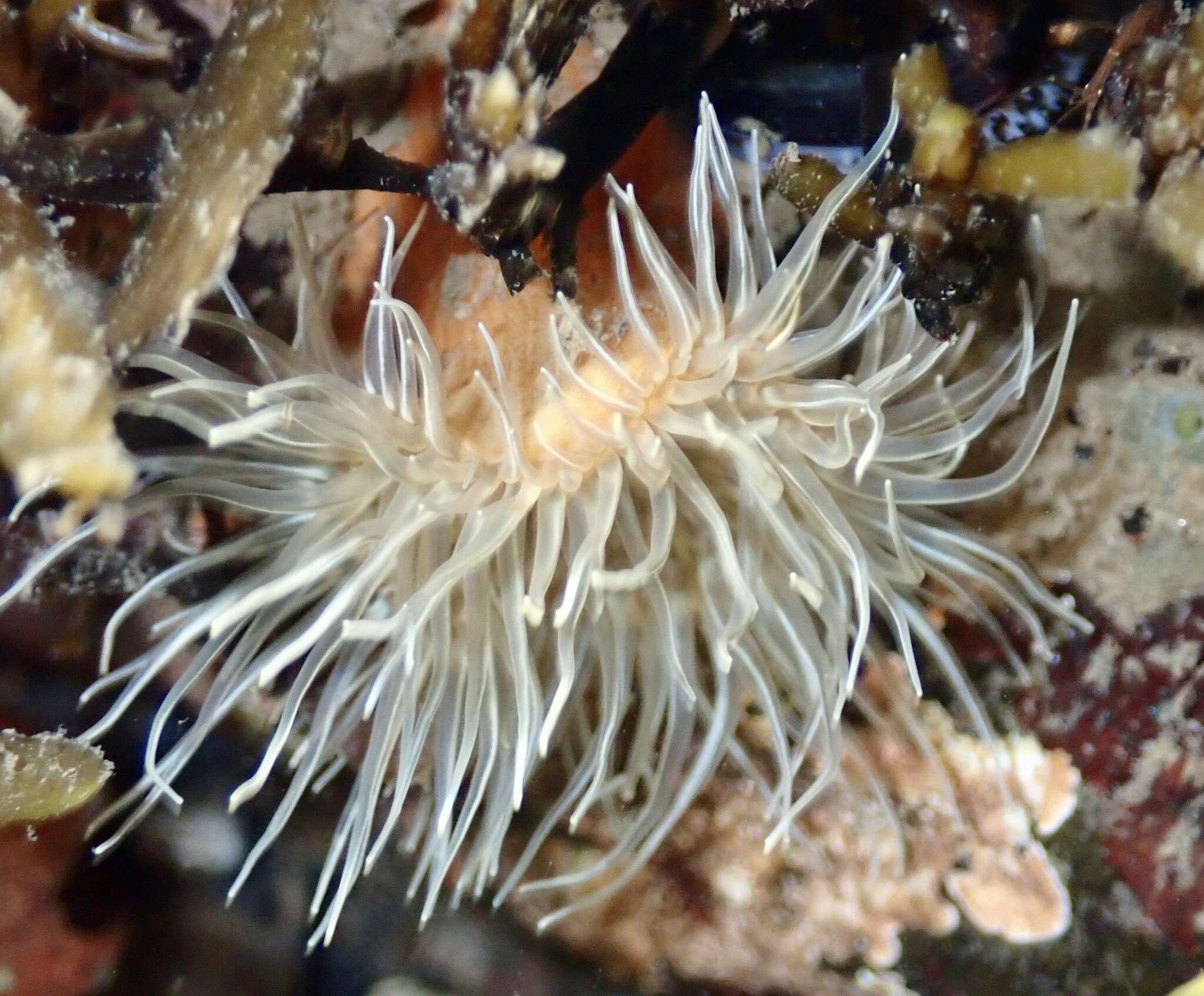 Image of small snakelocks anemone