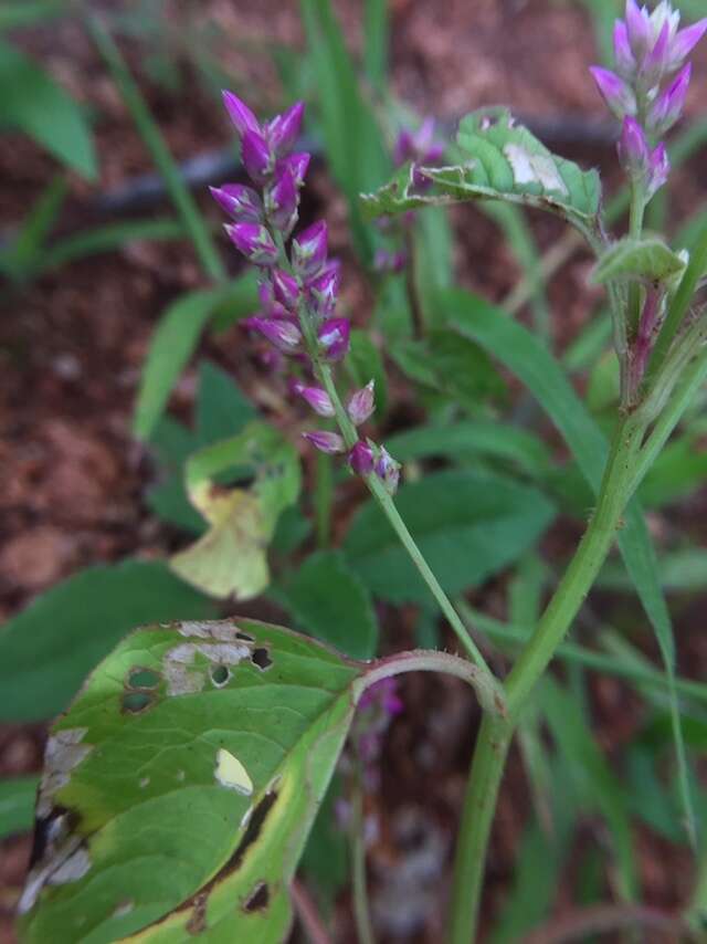 Image of false amaranth