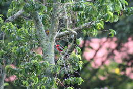 Image of <i>Pyrocephalus rubinus piurae</i>