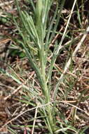 Image of Berkheya insignis (Harv.) Thell.