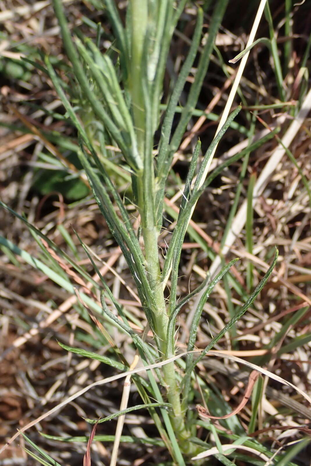 Image of Berkheya insignis (Harv.) Thell.