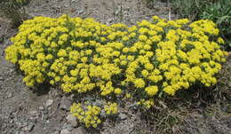 Sivun Alyssum tortuosum Waldst. & Kit. ex Willd. kuva