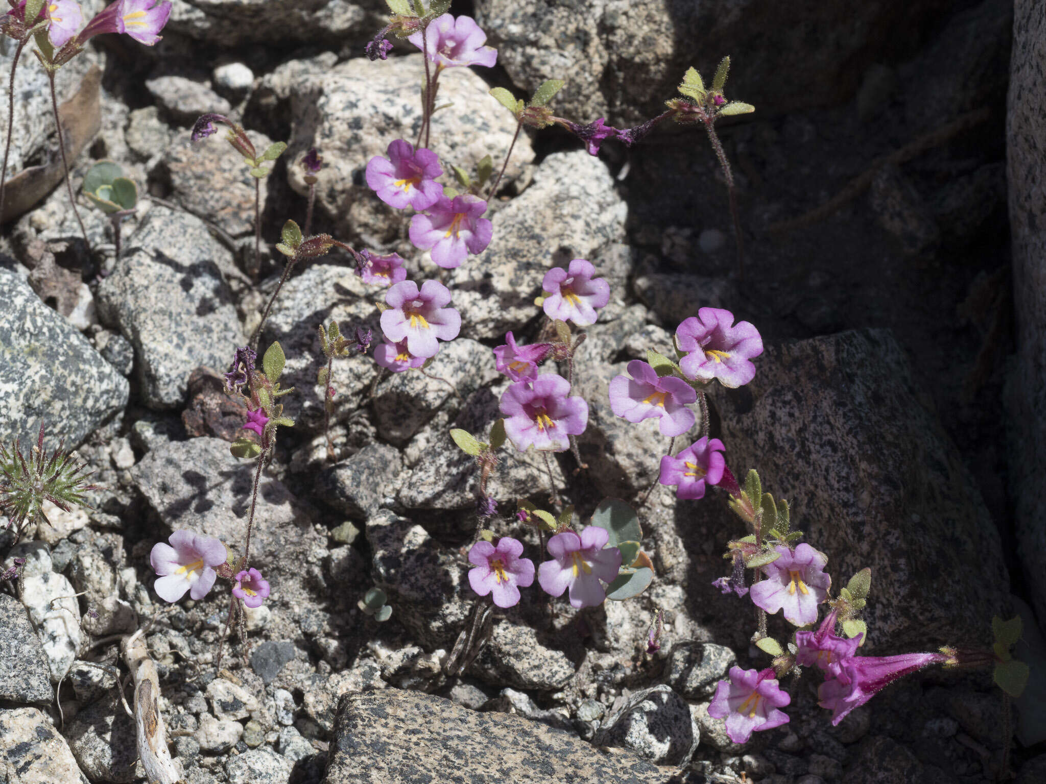 Image of Torrey's monkeyflower