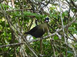 Image of Hartlaub's Turaco