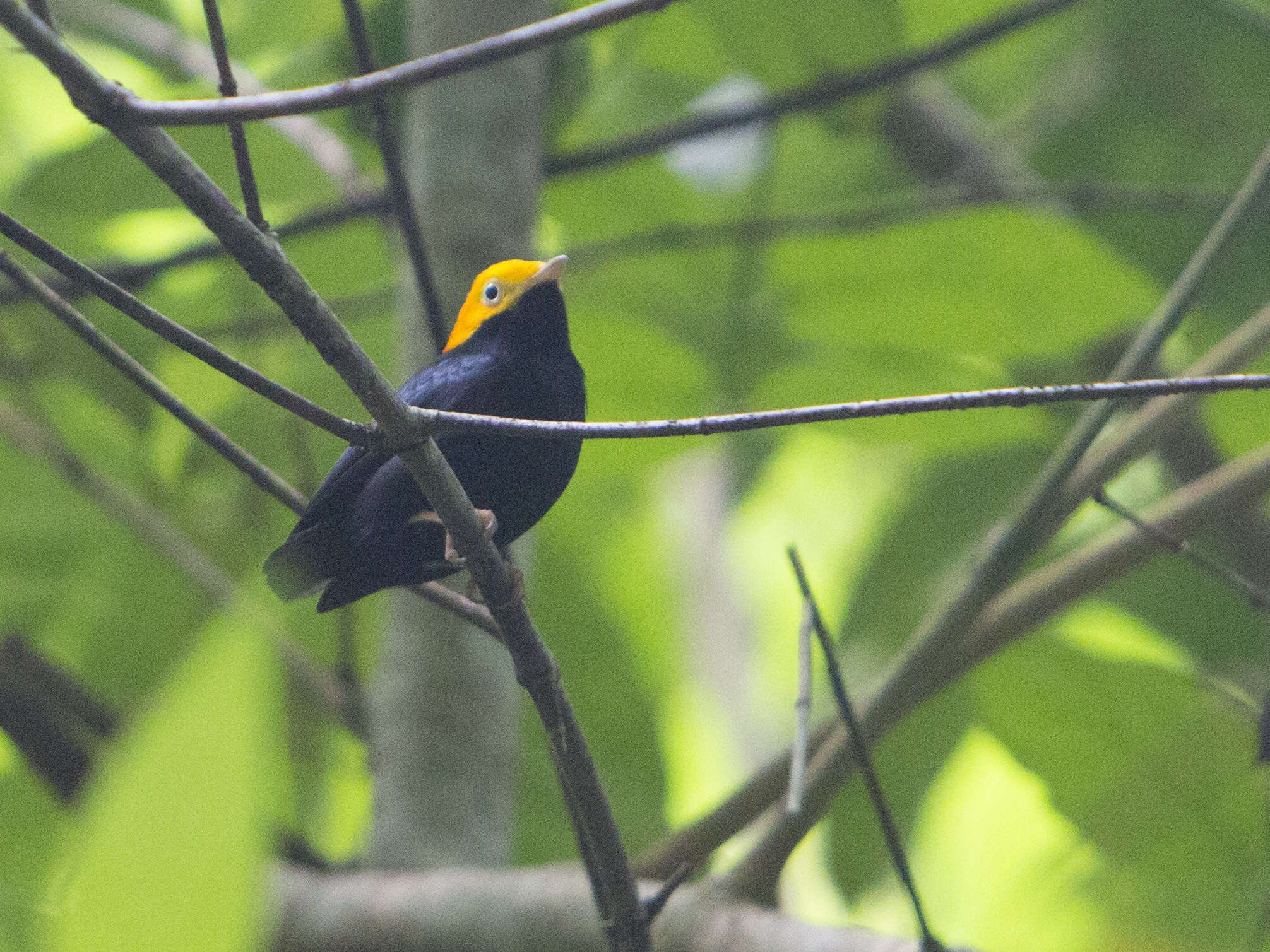 Image of Golden-headed Manakin