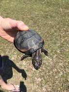 Image of Okavango Mud Turtle