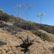 Imagem de Tylecodon wallichii subsp. ecklonianus (Harv.) H. Tölken