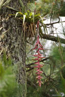 Tillandsia eizii L. B. Sm. resmi